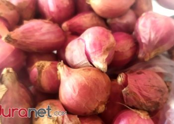 Harga Bawang Merah Mulai Melejit