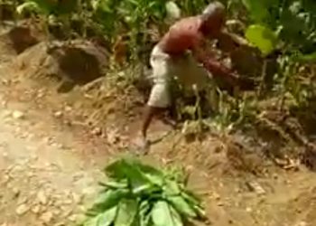 Disperindag Pamekasan Anggap Hoaks Petani Tebangi Pohon Tembakau