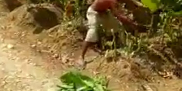 Disperindag Pamekasan Anggap Hoaks Petani Tebangi Pohon Tembakau