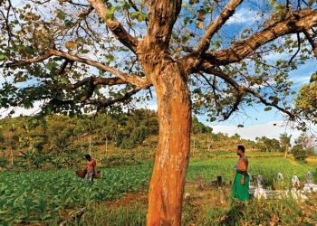 Mengintip Keunikan Tembakau Campalok Sumenep
