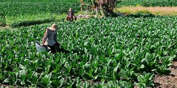 Awasi Belanja DBHCHT Pamekasan Tahun 2022 Sebesar Rp 74,7 Miliar