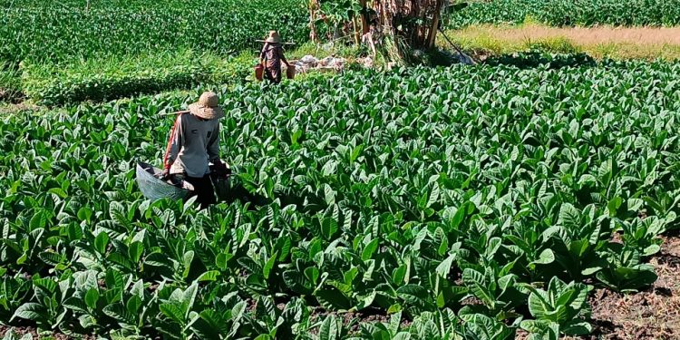 Awasi Belanja DBHCHT Pamekasan Tahun 2022 Sebesar Rp 74,7 Miliar