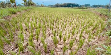 Petani Proppo dan Palengaan Kesulitan Pupuk Subsidi Padi Jadi Menguning