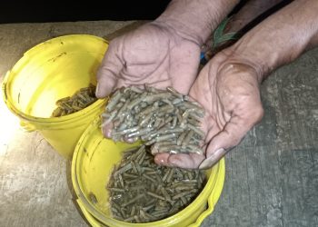 Kerang Bambu Muncul Sendiri Warga Serbu Pantai Talang Siring