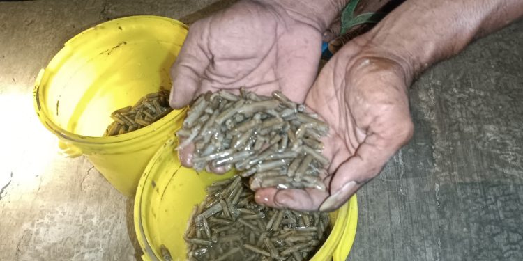 Kerang Bambu Muncul Sendiri Warga Serbu Pantai Talang Siring