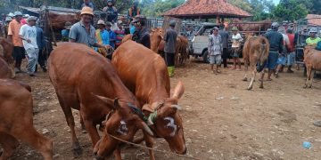 Dekati Idul Adha Kiriman Sapi Madura ke Daerah Meningkat