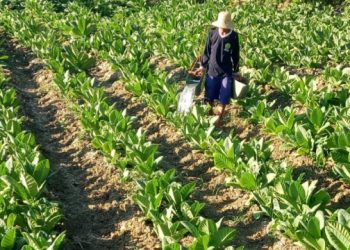 APTI Imbau Petani Tidak Panik Isu Stok Tembakau Penuh