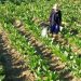 APTI Imbau Petani Tidak Panik Isu Stok Tembakau Penuh