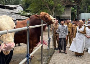 Sapi Kurban Presiden Prabowo Didengarkan Murottal Al Quran Setiap Waktu