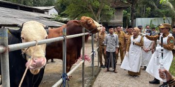 Sapi Kurban Presiden Prabowo Didengarkan Murottal Al Quran Setiap Waktu