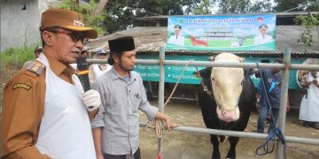 Bupati Pamekasan Launching Ternak Sehat Bersertifikat