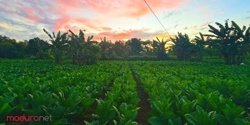 Tawaran Harga Tembakau Bikin Petani Emosi