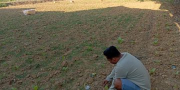 Petani Tembakau Cangkreng Tanam Ulang Walau Dihantui Hujan
