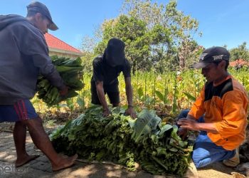 Berat Timbangan Terus Menurun Tembakau Oplosan Jadi Alternatif 