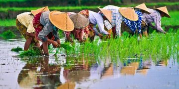 Pabrik Rokok Menggerus Sawah Produktif di Pamekasan