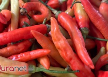 Harga cabai di Pamekasan turun.